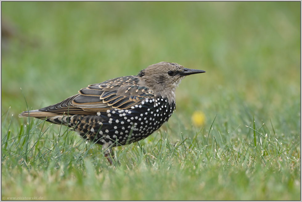 weiß gepunktet... Star *Sturnus vulgaris*, Jungvogel in der Mauser