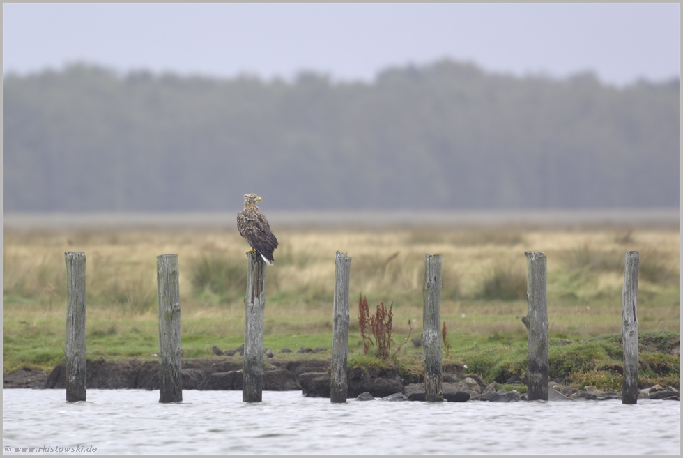 am Bodden... Seeadler *Haliaeetus albicilla*