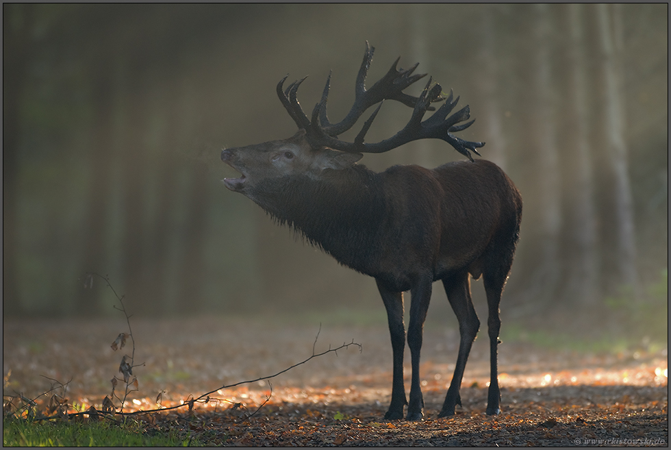 in der Brunft... Rothirsch *Cervus elaphus*