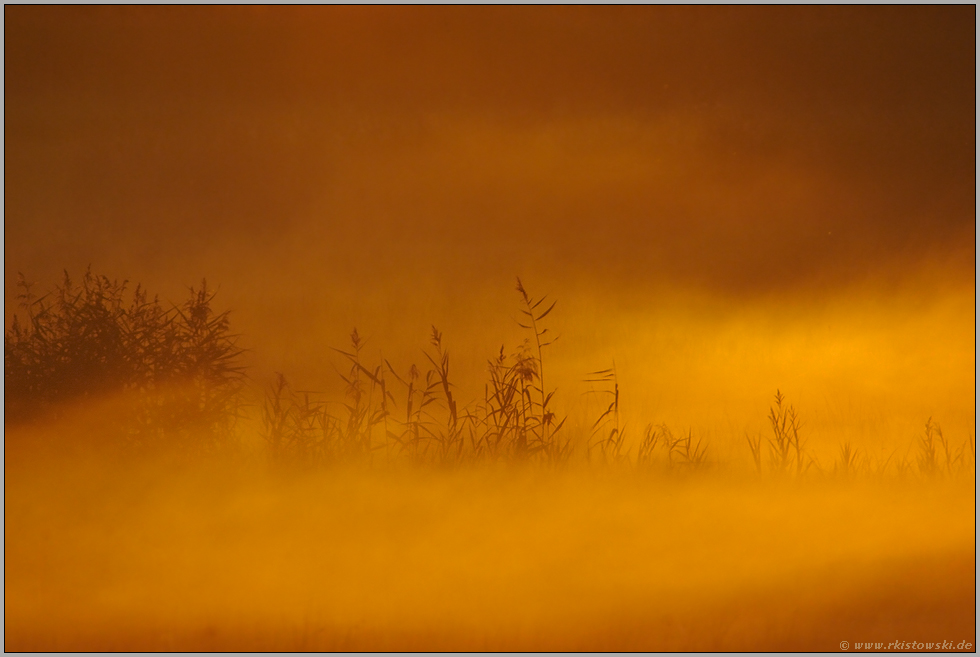 die Erde brennt... Sonnenuntergang *Darßwald *