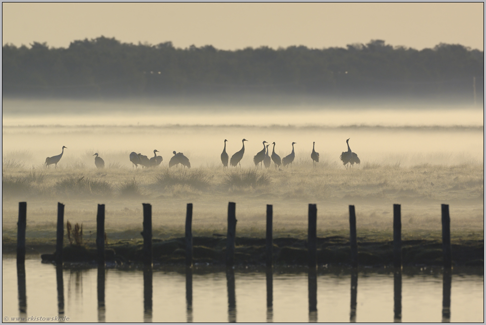 am Bodden... Kranichvögel *Grus grus*