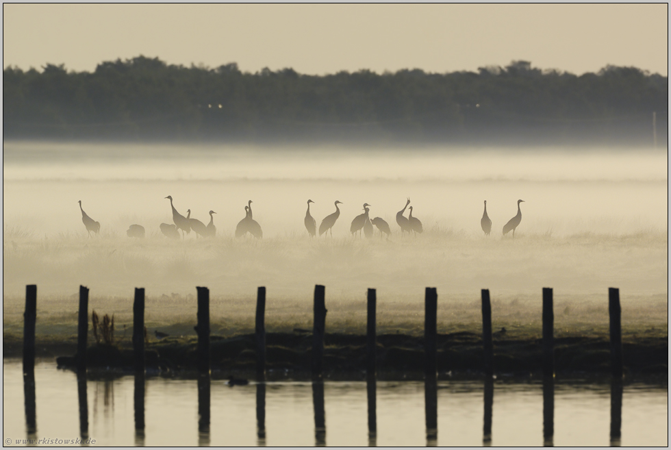 der Ruf... Grauer Kranich *Grus grus*