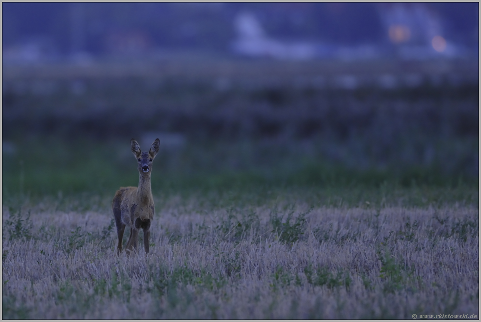 am nächsten Morgen... Reh *Capreolus capreolus*