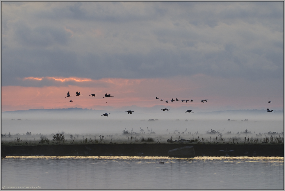 Idyll... Kranichvögel *Grus grus*