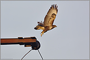 der Stoß... Mäusebussard *Buteo buteo*