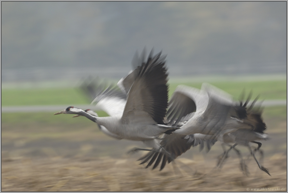 Abflug... Kranichvögel *Grus grus*