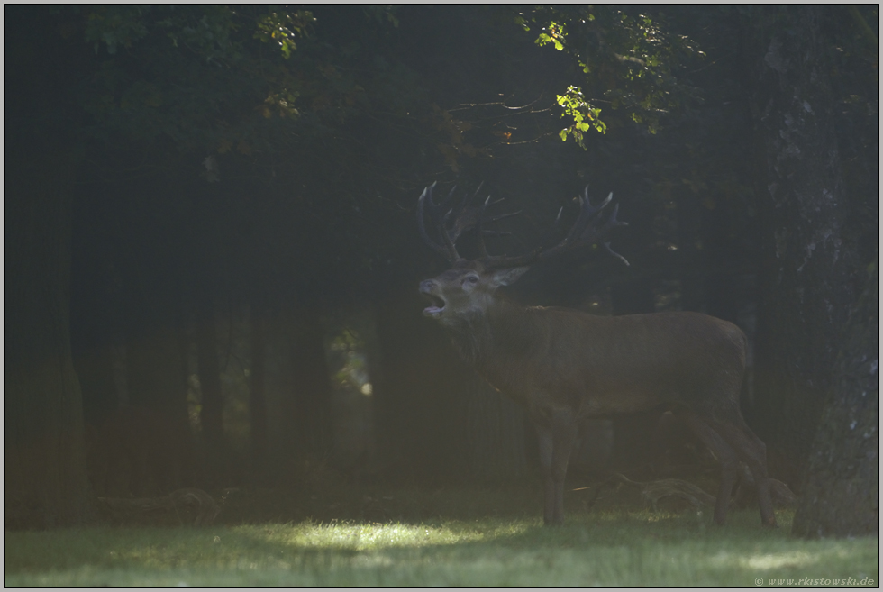 im Lichtspot... Rothirsch *Cervus elaphus*