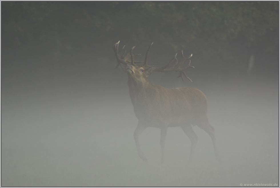 König des Waldes... Rothirsch *Cervus elaphus*