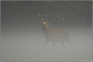 König des Waldes... Rothirsch *Cervus elaphus*