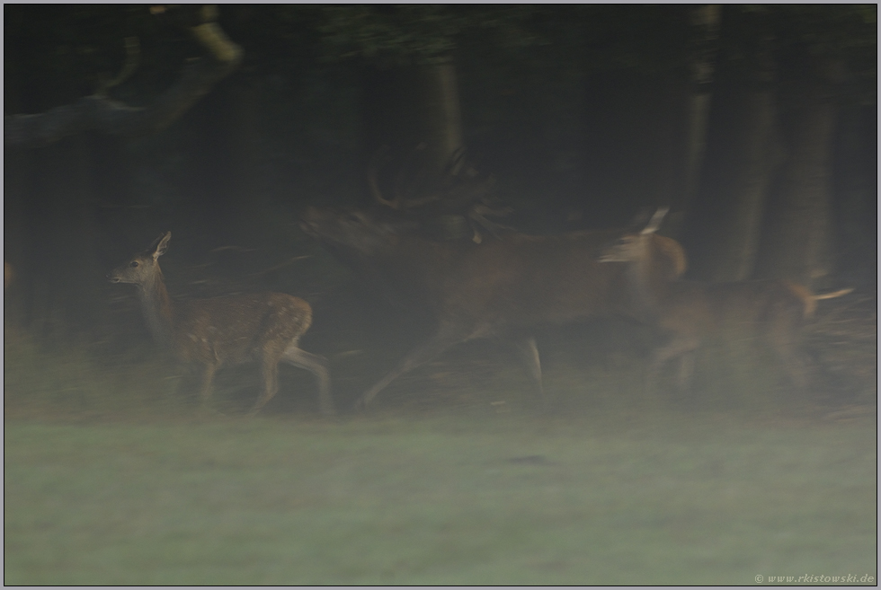 das Treiben... Rothirsch *Cervus elaphus*