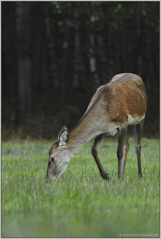 die Leitkuh... Rothirsch *Cervus elaphus*