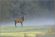 der Schönling... Rothirsch *Cervus elaphus*