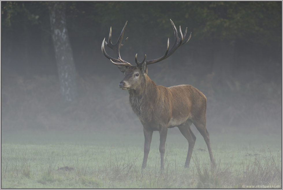 hoffnungsvoll... Rothirsch *Cervus elaphus*