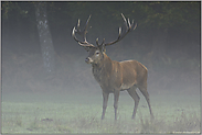 hoffnungsvoll... Rothirsch *Cervus elaphus*