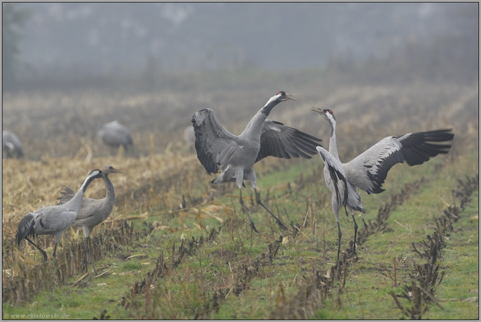 Zoff... Kranichvögel *Grus grus*