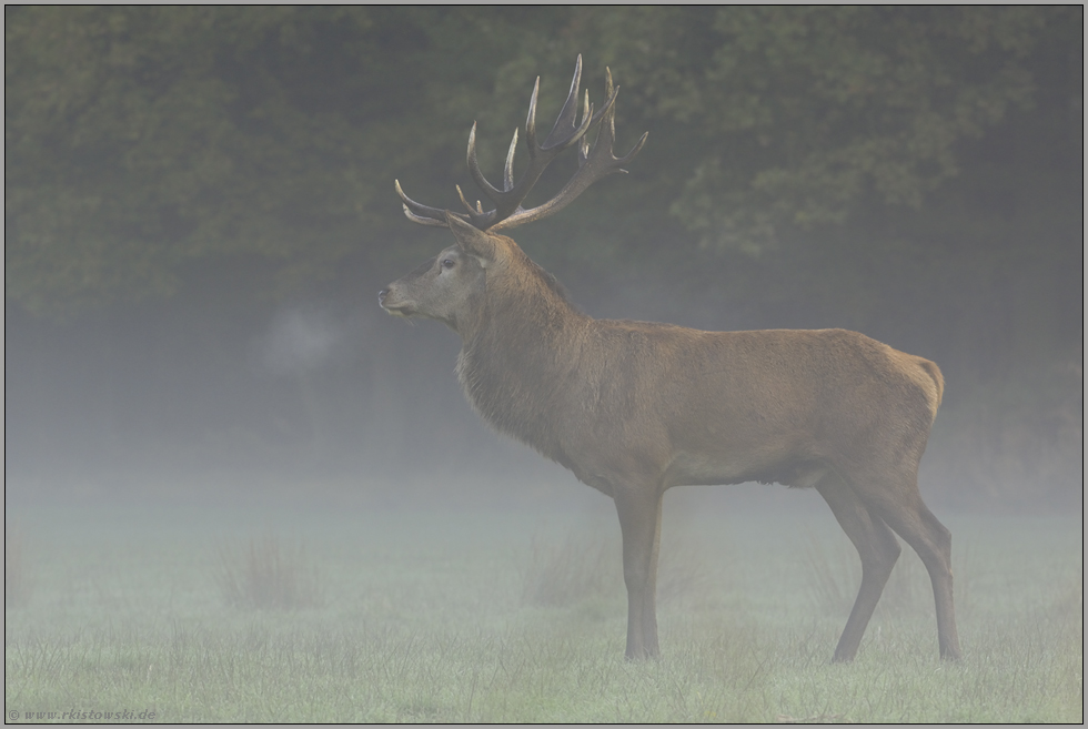 Atemstoß... Rothirsch *Cervus elaphus*