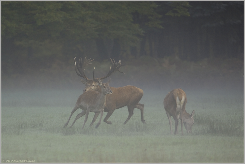 in der Brunft... Rothirsche *Cervus elaphus*