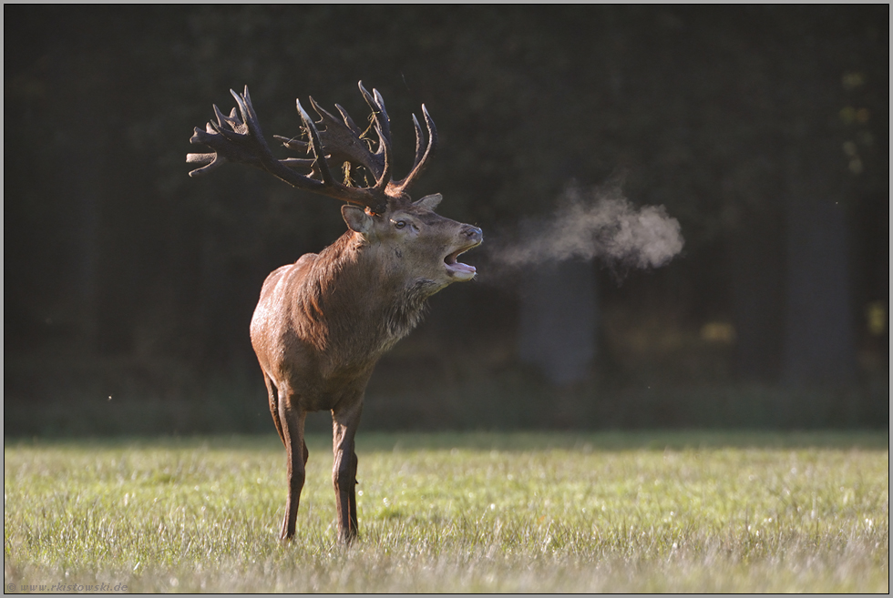 im Streiflicht... Rothirsch *Cervus elaphus*