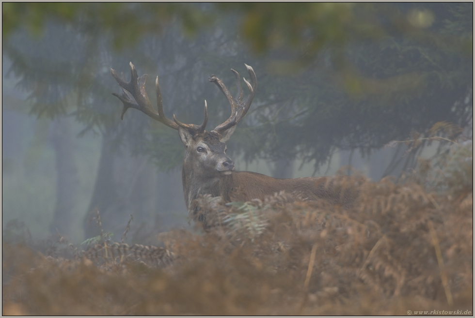 im Unterholz... Rothirsch *Cervus elaphus*