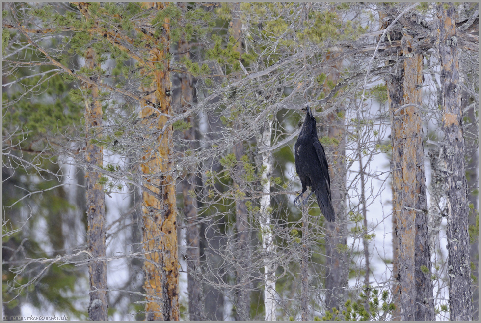 Hängepartie (4/4)... Kolkrabe *Corvus corax*