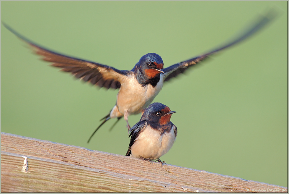 in der Balz... Rauchschwalben *Hirundo rustica*