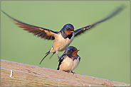 in der Balz... Rauchschwalben *Hirundo rustica*