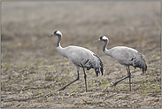 im Gleichschritt... Kraniche *Grus grus*