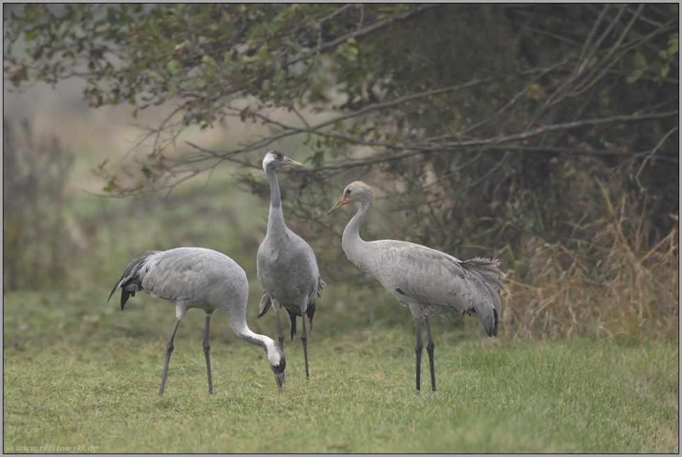 Familienverbund... Kranichvögel *Grus grus*