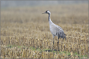 Erntezeit... Grauer Kranich *Grus grus*