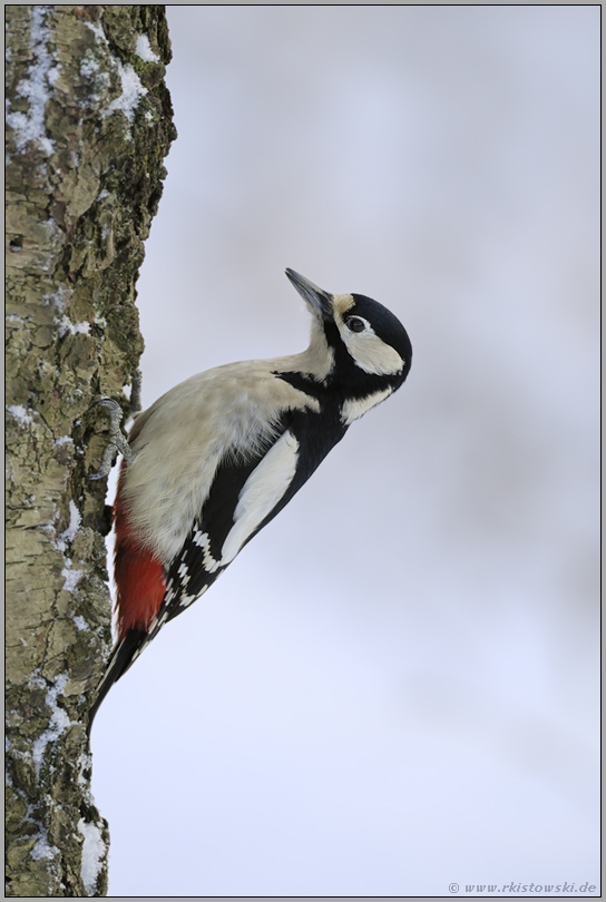 im Abendlicht... Buntspecht *Dendrocopos major*