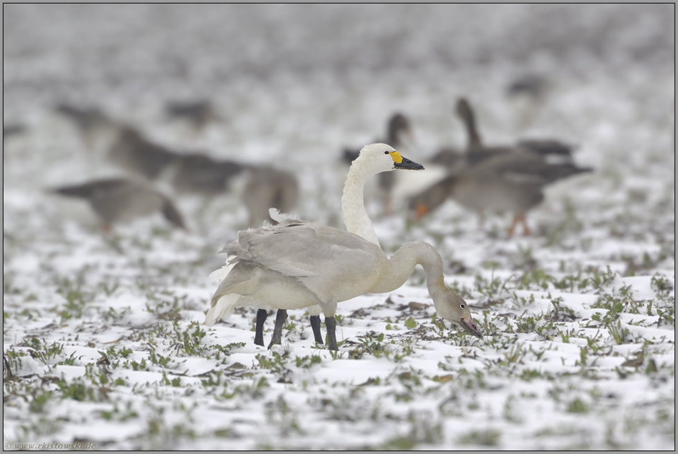 mit Nachwuchs... Zwergschwan *Cygnus bewickii*