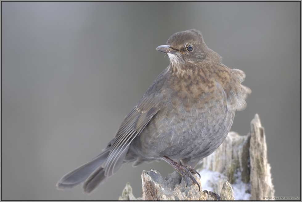 hungrig... Amsel *Turdus merula*