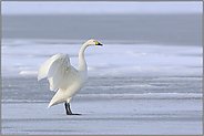 grazile Schönheit... Zwergschwan *Cygnus bewickii*