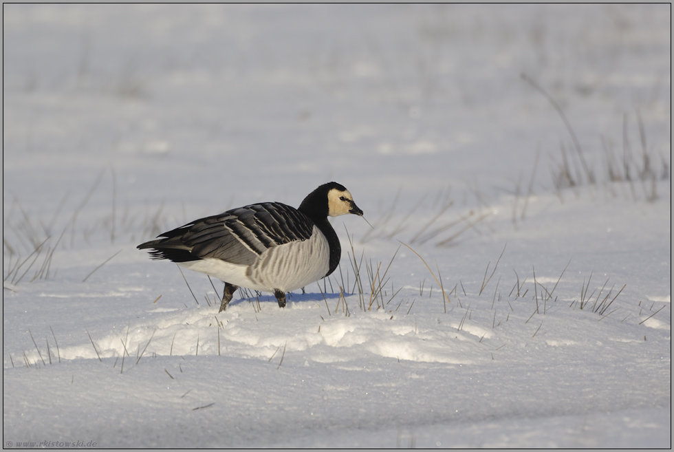 karges Mahl... Nonnengans *Branta leucopsis*