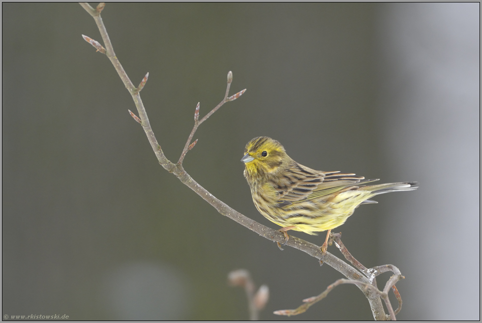 dezentes Streifenmuster... Goldammer *Emberiza citrinella*