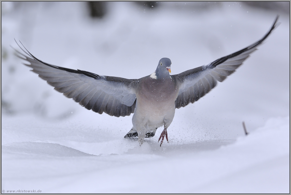 im Landeanflug... Ringeltaube *Columba palumbus*