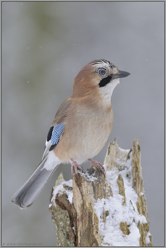 pfiffig... Eichelhäher *Garrulus glandarius*