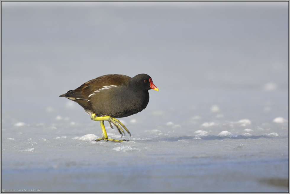 kalte Füße... Teichralle *Gallinula chloropus*