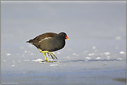 kalte Füße... Teichralle *Gallinula chloropus*