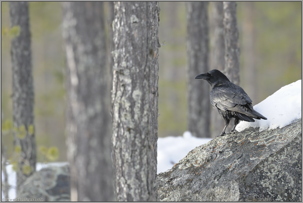 im Wald... Kolkrabe *Corvus corax*