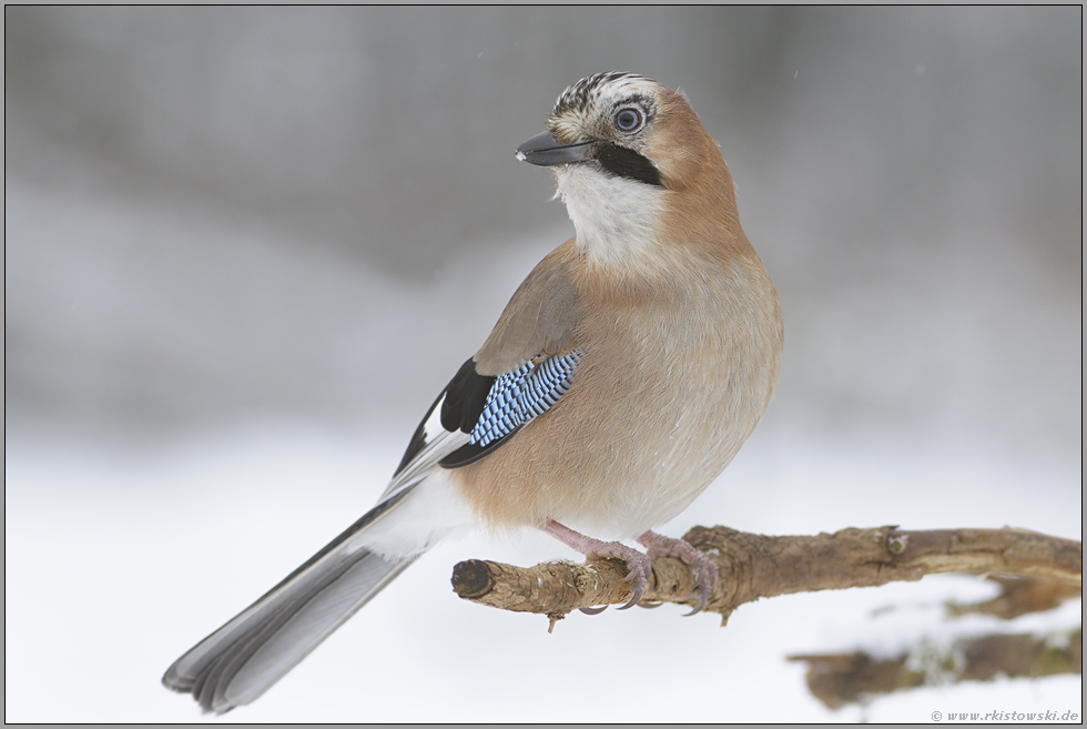 immer agil... Eichelhäher *Garrulus glandarius*