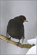 wohlbekannt... Amselhahn *Turdus merula*