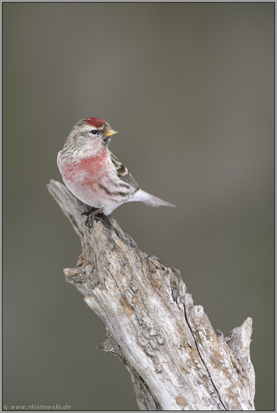 das Männchen... Birkenzeisig *Carduelis flammea*