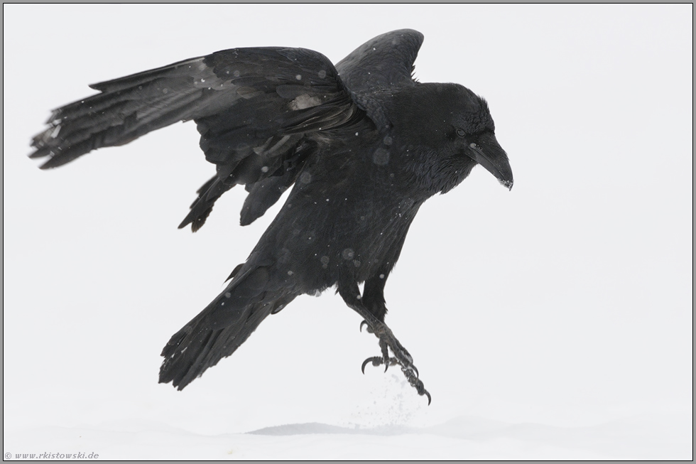 Tanz im Schnee... Kolkrabe *Corvus corax*