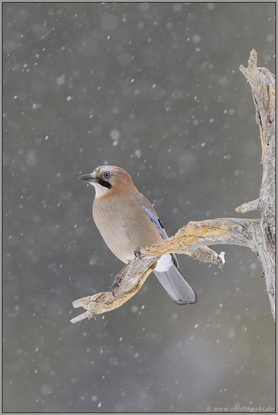 Abwechselung... Eichelhäher *Garrulus glandarius*
