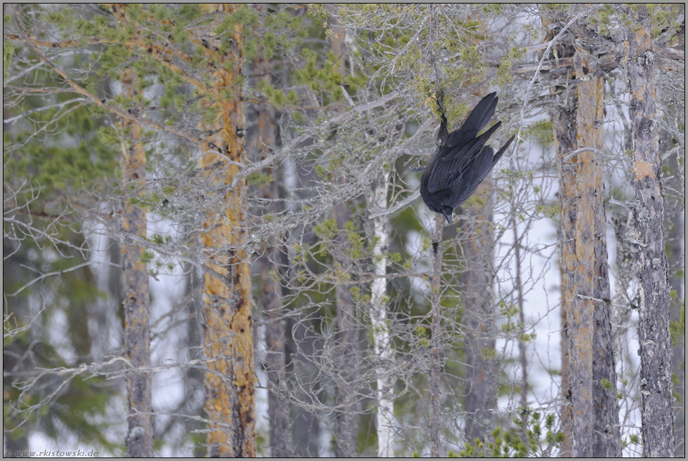 verspielt (1/4) ... Kolkrabe *Corvus corax*