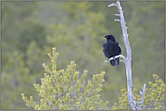 auf dem Ausguck... Kolkrabe *Corvus corax*