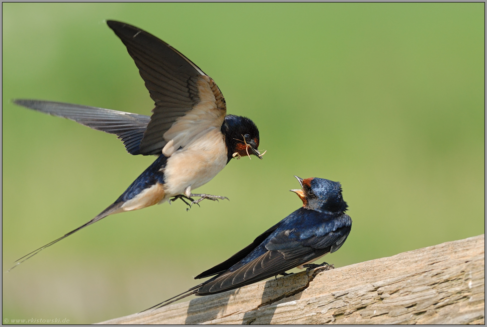 Brautgeschenk... Rauchschwalbe *Hirundo rustica*