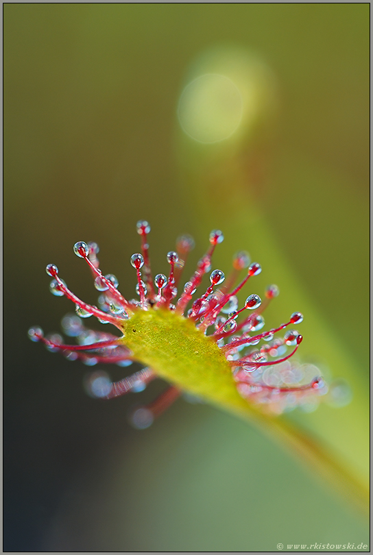 Detailansicht... Mittlerer Sonnentau *Drosera intermedia*