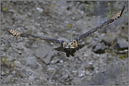 Kopf einziehen... Europäischer Uhu *Bubo bubo*